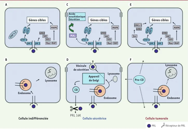 Figure 2. Schéma des voies de signalisation et des voies de transport de la PRL dans les cellules épithéliales mammaires