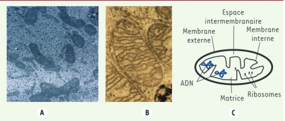 Figure 1.  Images de mitochondries en micro- micro-scopie électronique et schéma classique de  l’organisation des mitochondries