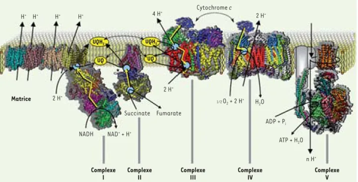 Figure 3. Les oxydations phosphorylantes mitochondriales. Les transferts d’électrons au sein des  complexes sont représentés par des flèches jau- jau-nes