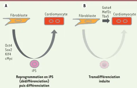 Figure 1. Reprogrammation par dédifférencia- dédifférencia-tion et transdifférenciadédifférencia-tion