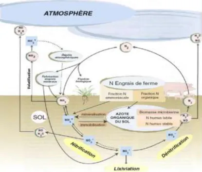 Figure  1.4  :  Cycle  de  l’azote  en  agriculture  reprise  par  l’Institut  de  l’élevage  d’après  (Nicolardot et al., 1997) 