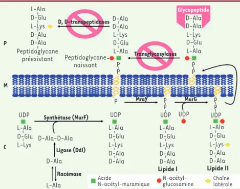 Figure 1.  Représentation schématique de la  biosynthèse du peptidoglycane et du mode  d’action des glycopeptides