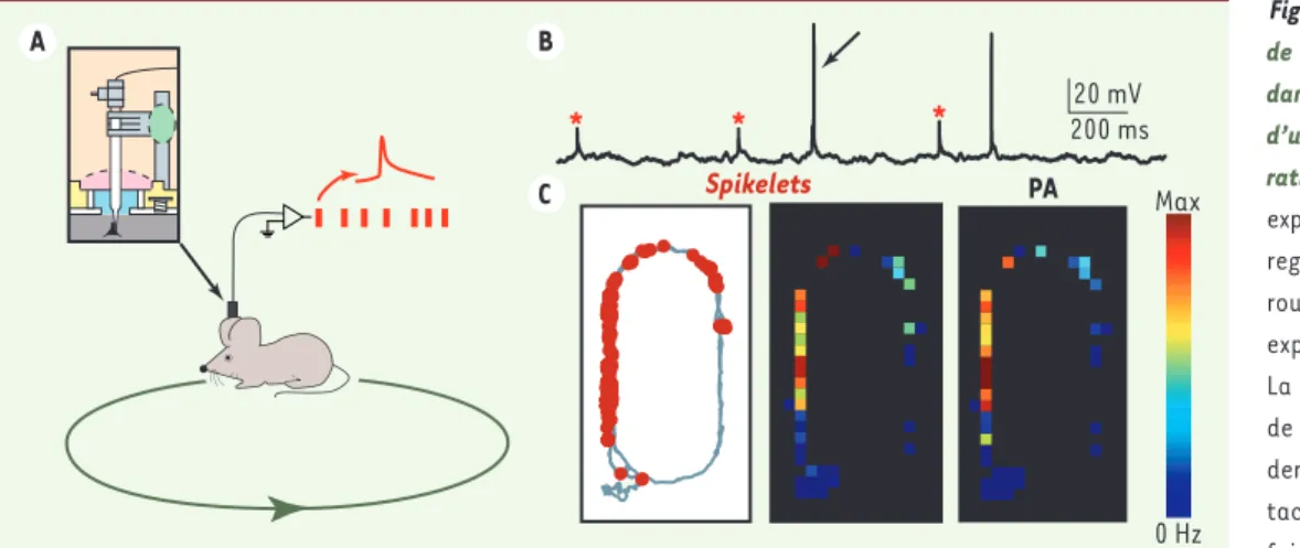 Figure 1. Modulation spatiale  de la fréquence des spikelets  dans l’hippocampe de rat lors  d’un comportement  d’explo-ration spatiale