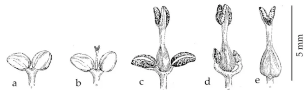 Figure  1.  Les  différents  types  de  fleurs  de F.  excelsior,  d’après  Wallander  (2001)