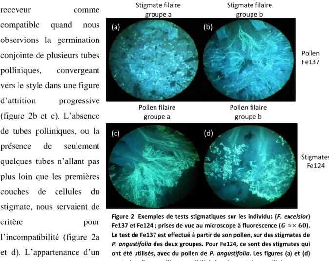 Figure  2.  Exemples  de  tests  stigmatiques  sur  les  individus  (F.  excelsior)  Fe137 et Fe124 ; prises de vue au microscope à fluorescence (