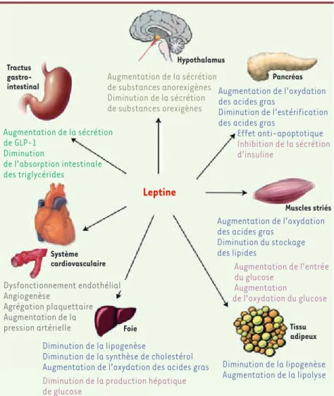 Figure 1.  Effets pléiotropiques de la leptine. 