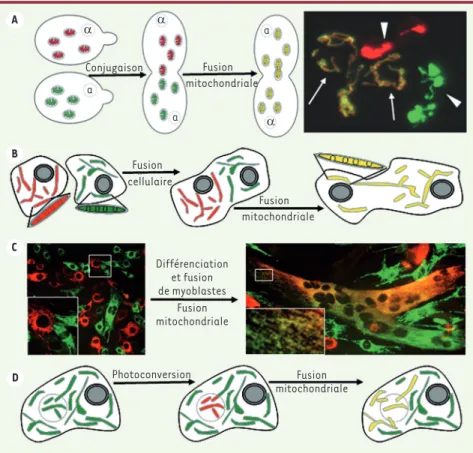 Figure 2.  Tests utilisés pour l’étude de la  fusion mitochondriale basés sur l’échange de  protéines fluorescentes entre mitochondries