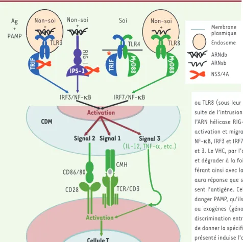 Figure 1.  L’activation d’une cellule T par  une CDM. Le sort final de l’activation d’une  cellule T est basé sur la force globale du  signal transmis par la CDM qui inclut les  effets combinés de l’antigène, des  molé-cules costimulatrices et de l’inflamm