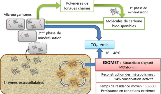 Figure 2 : Schéma intégrant les  MET abolismes  O xydatifs  EX tracellulaires ( EXOMET ) dans  le cycle de la minéralisation du carbone