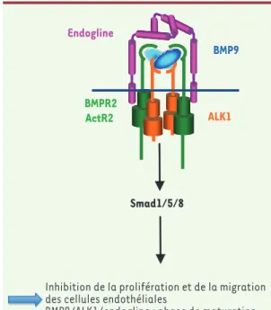 Figure 1.  Implication de la voie BMP9/ALK1/endogline dans la maladie de  Rendu-Osler