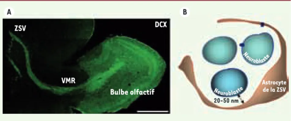 Figure 1.  Structure de la zone sous-ventricu- sous-ventricu-laire. A. Reconstruction d’une tranche  sagit-tale d’un cerveau de 25 jours marquée dont les  neuroblastes expriment la doublecortine