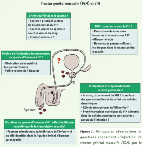 Figure 1.  Principales observations et  questions concernant l’infection du   tractus génital masculin (TGM) par le  VIH.