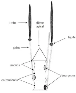 Figure 1 : Anatomie d’une talle de fétuque [Bague – Belot] 