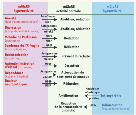 Figure 1. Impact médical de la modulation de  l’activité mGluR5. Certains symptômes  asso-ciés à des troubles ou maladies présentant une  modification de l’activité mGluR5  (hyperac-tivité en rouge et hypoac(hyperac-tivité en bleu)  peu-vent être partielle