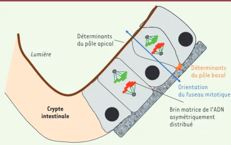 Figure 2.  Mécanismes contrôlant les divisions  asymétriques des cellules souches de la crypte  (d’après [14]).