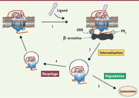 Figure 2. Désensibilisation homologue et trafic  intracellulaire des récepteurs opiacés