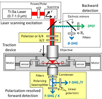 FIGURE 1 Laser-scanning multiphoton microscope with polarization- polarization-resolved detection of F-SHG signal and epi-detection of 2PEF signal and possibly of B-SHG signal