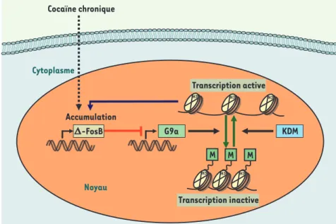 Figure 1.  La régulation réciproque du facteur  de transcription delta-FosB et de la  méthyl-transférase G9a lors d’une exposition  répé-tée à la cocaïne