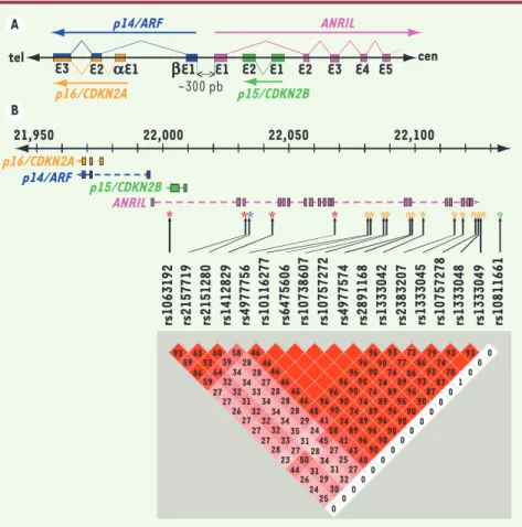 Figure 1.  Cluster des gènes p16/CDKN2A-p15/