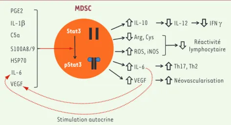 Figure 1. Activation de STAT3  et fonctions  des MDSC. Différents facteurs sont capables  d’induire la phosphorylation (p) de STAT3 (à  gauche) chez les MDSC