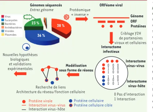 Figure 1.  Du génome au réseau d’interactions  protéiques du virus, une approche  transver-sale de biologie moléculaire systémique