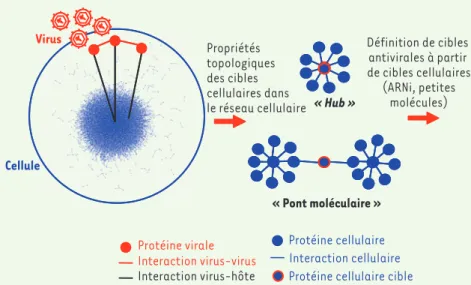 Figure 2.  La cellule infectée virtuelle, vers un  modèle systémique de l’infection. Projection  des cibles cellulaires du virus au sein du  réseau d’interactions protéine-protéine de la  cellule