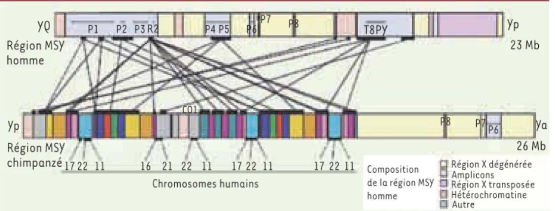 Figure 1.  Segments homologues  des régions MSY de l’homme et  du chimpanzé. (d’après  [5] 