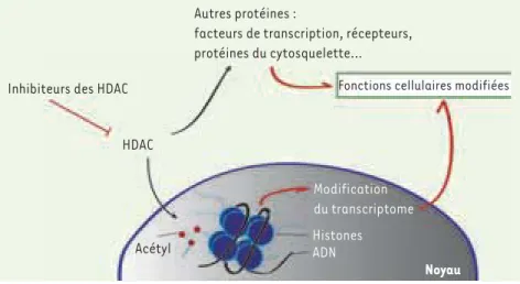 Figure 1.  Les inhibiteurs des HDAC modifient  les propriétés des cellules. Les inhibiteurs  peu-vent entraîner une augmentation de  l’acéty-lation des histones, mais aussi de nombreuses  autres protéines