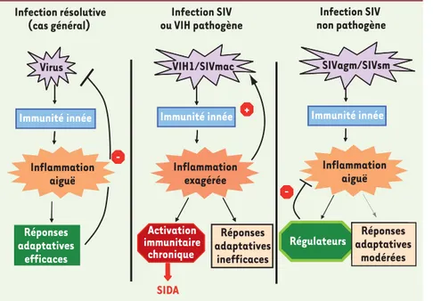 Figure 2.  Modèle expliquant les différences  entre une infection virale résolutive  (contrô-lée), l’infection pathogène VIH-1/SIVmac, et  l’infection non pathogène SIVagm/SIVsm chez  les hôtes naturels