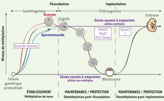 Figure 1.  Établissement, mainte- mainte-nance et protection des marques de  méthylation associées à l’empreinte  parentale