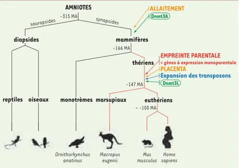 Figure 2.  Apparition de l’empreinte paren- paren-tale au cours de l’évolution.  Trois groupes  de mammifères existent : les monotrèmes et  les thériens, composés eux-mêmes des  mar-supiaux et des euthériens