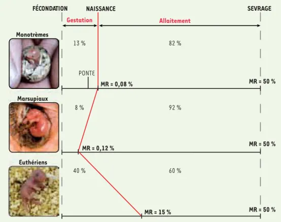 Figure 3.  Différences physio- physio-logiques dans la reproduction  des mammifères : proportion  relative entre développement  in utero et lactation