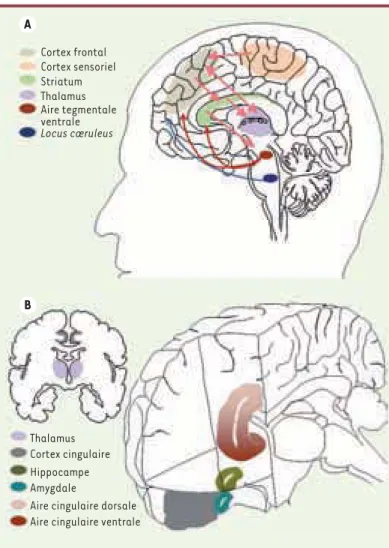 Figure 1.  Représentation schématique des régions cérébrales  impliquées dans le TDAH
