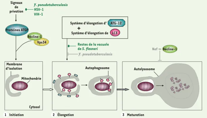 Figure 1. Les différentes étapes de la formation d’un autophagosome et les protéines impliquées