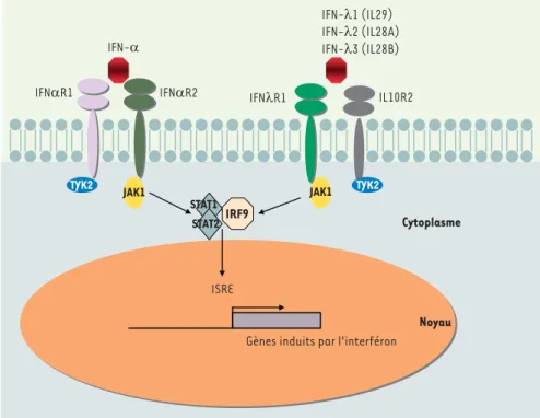 Figure 1. Interactions entre les voies IFN-a et  IFN-l.  Les différents travaux in vitro et in vivo  suggèrent une complémentarité et une interaction  entre les voies activées par l’IFN- et celles  indui-tes par l’IFN-