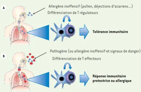 Figure 1.  La théorie du danger et la balance  immunitaire du poumon. A. Un allergène  inoffensif, lorsqu’il est présenté au système  immunitaire par les cellules dendritiques (en  bleu), induit la différenciation de  lymphocy-tes T régulateurs (Treg, en m