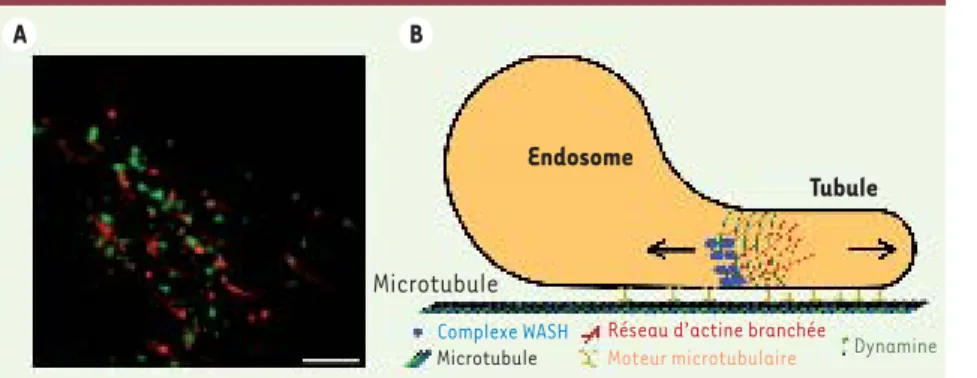 Figure 1. WASH collabore avec la dynamine pour induire  la fission des endosomes. A.  Image extraite d’un film  où des cellules 3T3 exprimant WASH en fusion avec  la GFP (vert) et ayant internalisé de la transferrine  fluorescente (rouge) sont traitées par