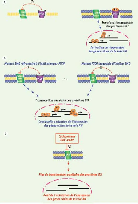 Figure 1. La voie HH dans une  situation normale et dans  une situation pathologique. 