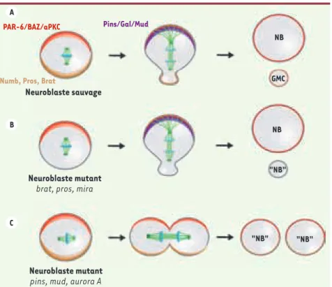 Figure 3. Les gènes engagés dans le processus  de polarité du neuroblaste de drosophile sont  des suppresseurs de tumeurs