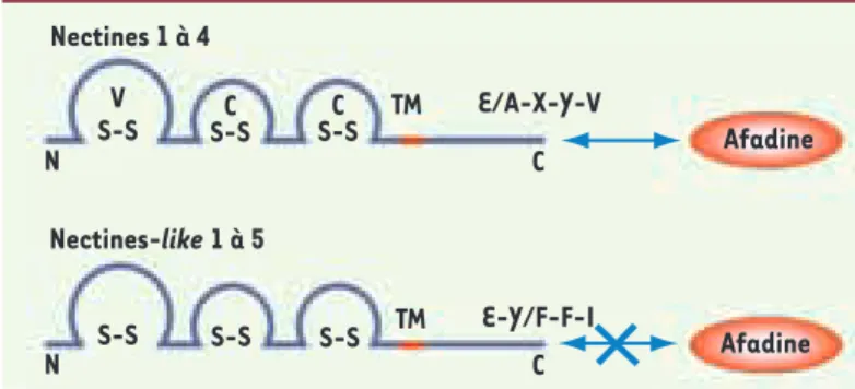 Figure 1. Structure des nectines et des nectines-like. Cette  famille de molécules d’adhérence appartient à la SFIg et ces  protéines présentent trois domaines de type Ig V, C, C