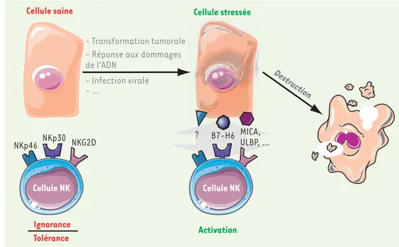Figure 1.  Les récepteurs activa- activa-teurs des cellules NK constituent  un système de détection des  cel-lules anormales