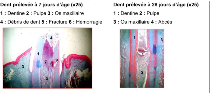 Figure 1. Coupe histologique longitudinale de dent de porcelet coupée à la pince le  lendemain de la naissance (Hay et al., 2004) ) 