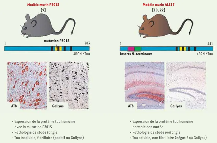 Figure 1. La pathologie de tau chez les souris P301S et ALZ17. Le modèle P301S (à gauche) exprime l’isoforme de la protéine tau humaine qui possède  4 domaines répétés mais pas d’insert amino-terminal