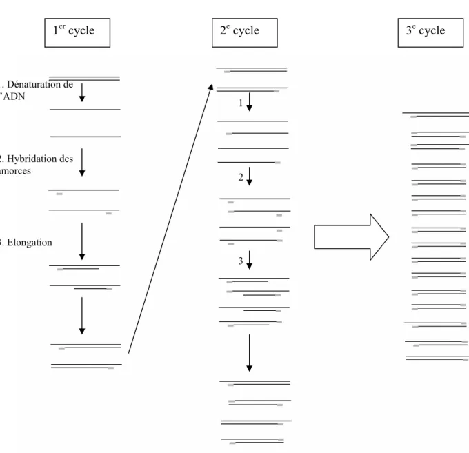 Figure 3 : Représentation schématique des trois premiers cycles d’une PCR 