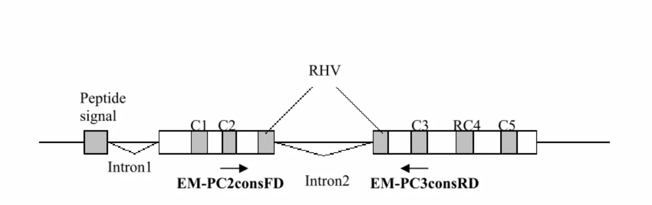 Figure 4 : Positions sur la séquence du gène S-RNase des amorces utilisées 
