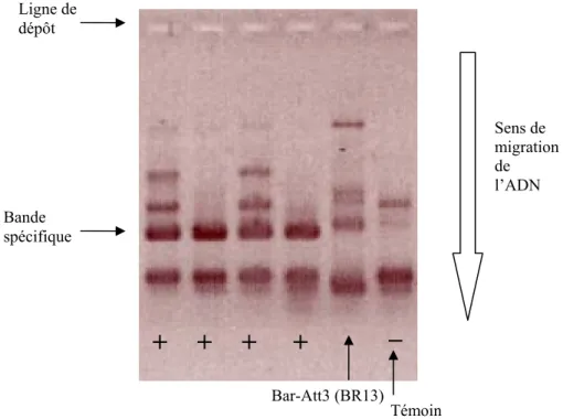Figure 7 : Résultats lus sur gel d’agarose des amorces spécifiques de S59, exemple de lecture  difficile ( Bar-Att3 (BR13)) 