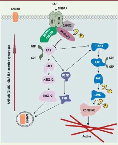 Figure 1. Fonction de SYNGAP1 dans la  synapse.  SYNGAP1 agit en aval du récepteur  glutaminergique de type NMDA pour  restrein-dre l’activité de la voie RAS-ERK et l’insertion  du récepteur glutaminergique de type AMPA  dans la membrane au cours de certai