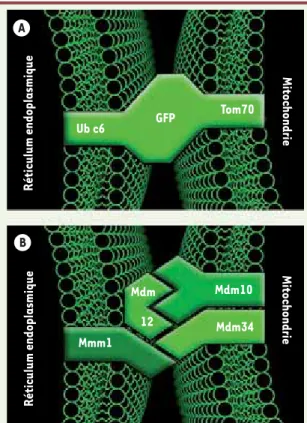 Figure 1. Stratégie d’identification et architecture du complex ERMES. A. Schéma  de la protéine synthétique utilisée pour connecter artificiellement  mitochon-dries et réticulum endoplasmique (RE)