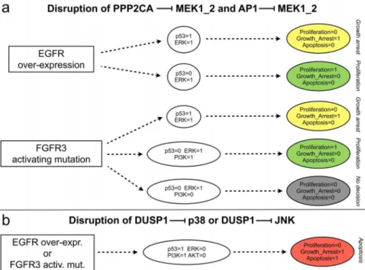 Figure 6. Analysis of MAPK cross-talks by disruptions of specific interactions. a) Effects of the disruptions of the inhibitions of MEK by AP1 and the phosphatase PPP2CA