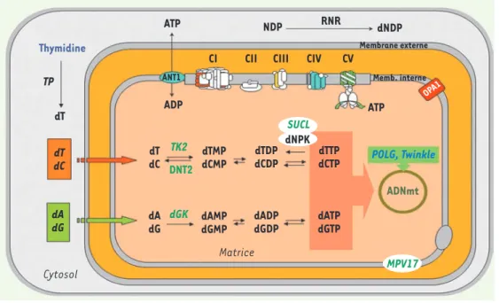 Figure 1.  Gènes impliqués  dans les délétions  multi-ples et/ou les déplétions de  l’ADNmt